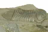 Beautiful Struveaspis Trilobite Fossil - Jorf, Morocco #382685-4